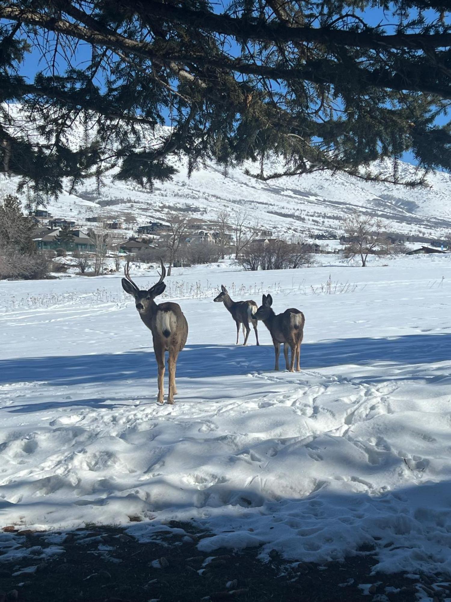 Wolf Creek Lodge Condo In Eden, Ut - Relaxing Mountain Retreat 외부 사진